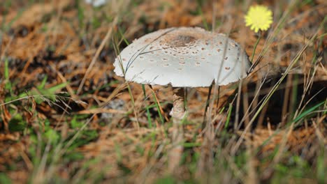 Los-Hongos-Grisáceos-De-La-Muerte-Crecen-En-El-Campo.