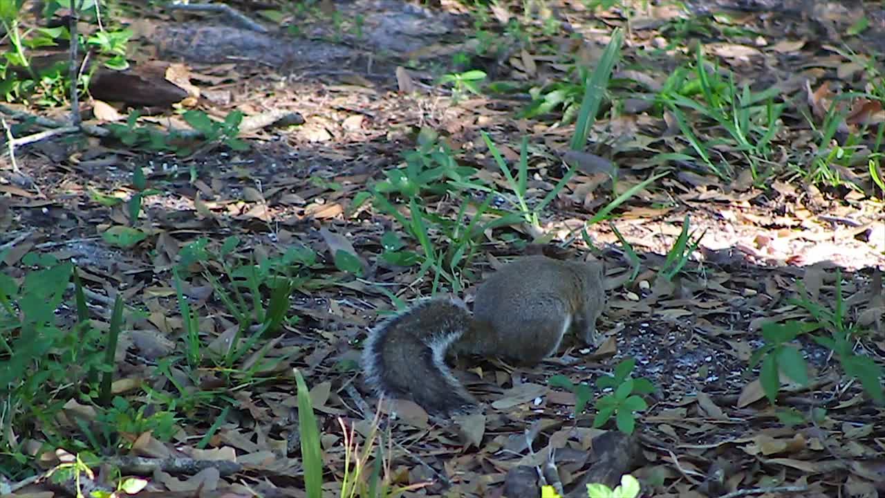 ardilla buscando y comiendo en un suelo cubierto de hojas, con la luz del sol filtrándose a través de los árboles y soplando una ligera brisa