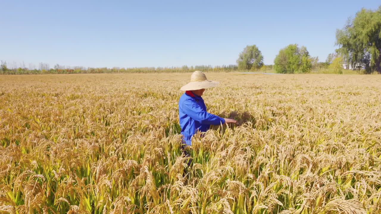 Tangan petani muda menyentuh bulir padi yang sehat dan berlimpah hasil panen di atas sawah emas segar untuk memeriksa, menginspeksi, dan mengontrol kualitas. Konsep pertanian, pertanian berkelanjutan, produksi pangan.