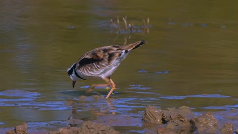 Ein-Schwarzstirn-Dotterel-Füttert-In-Einem-Teich-In-Australien-Aus