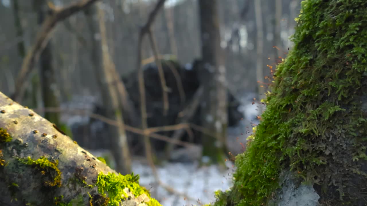 Footage gliding over and besides a green vibrant moss covered tree in nature winter forest during a sunny day and focus changes slowly to the background wintery snow covered forest with large trees.