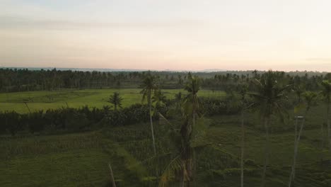 Aerial-view-during-sunset-of-rice-fields-and-coconut-trees,-Philippines