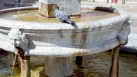 Paloma-Bañándose-En-Una-Antigua-Fuente