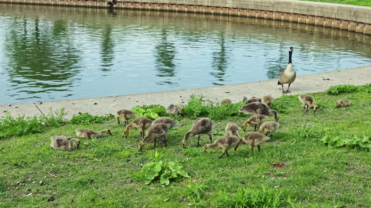 Anatroccoli e un genitore camminano vicino all'acqua in uno stagno in un parco durante un pomeriggio primaverile.