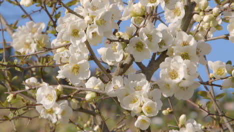 white flowers of magnolia with bees