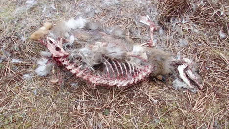 die überreste eines toten hirsches, nachdem er von einem bären auf kodiak island alaska gefressen wurde