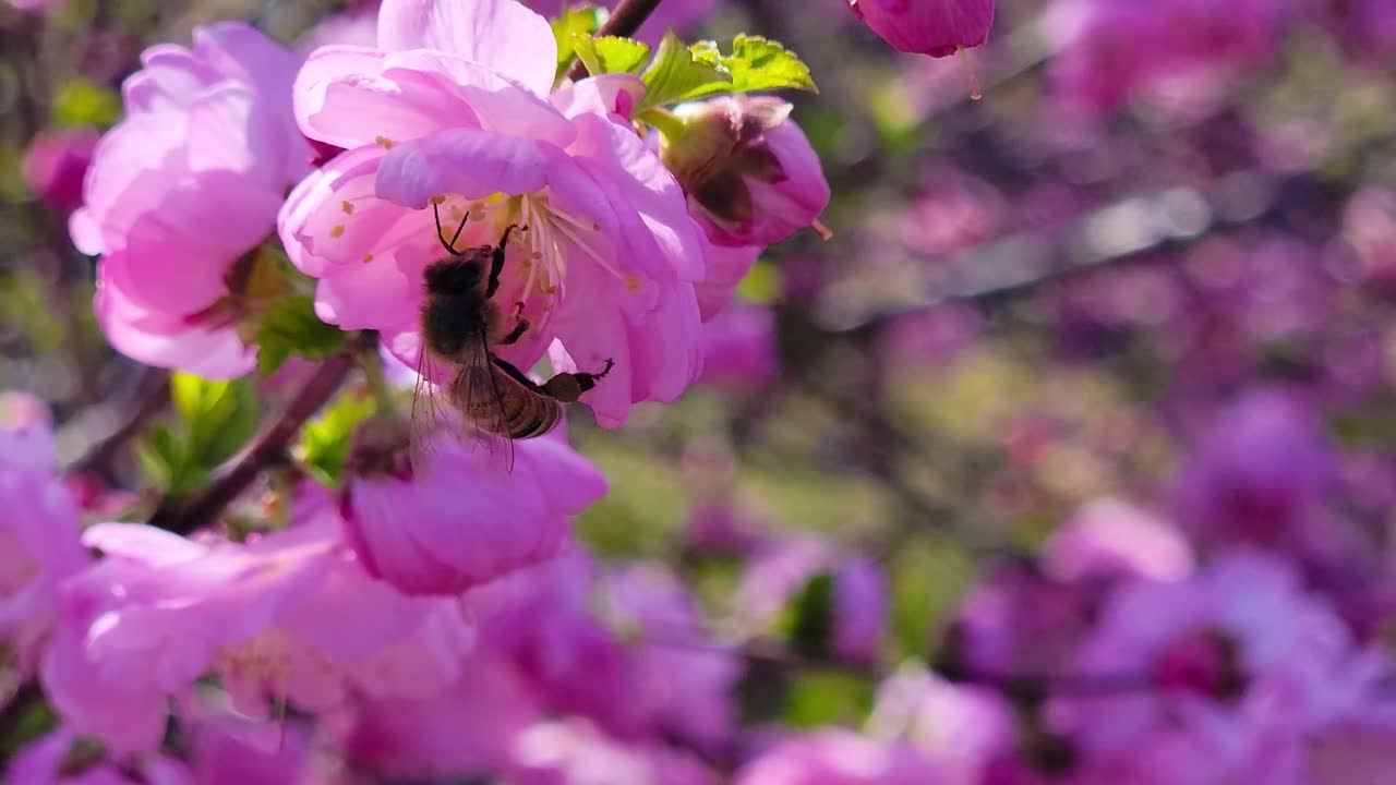 꿀벌과 중국 차 장미 꽃