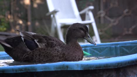 black duck washing itself in a bucket filled with water and cleaning feathers, video poultry bathing, slow motion duck playing in the backyard