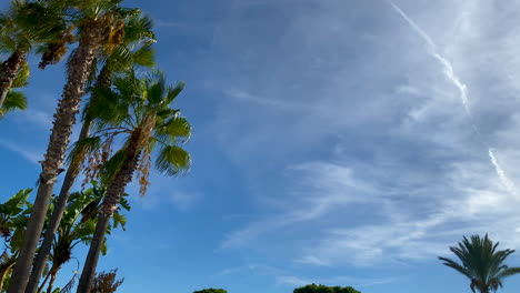 looking up on florida silver palm trees against blue sky with clouds