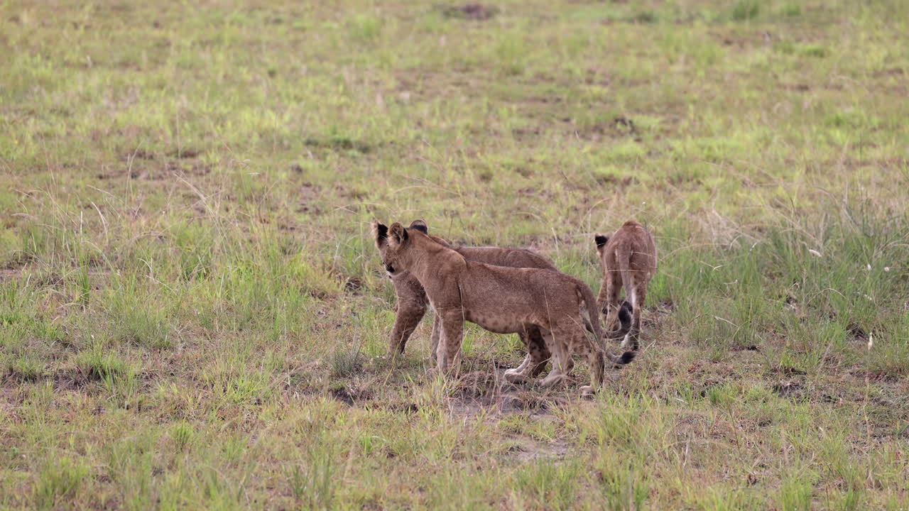 drie kleine leeuwenkinderen lopen samen als een groep in uganda, afrika