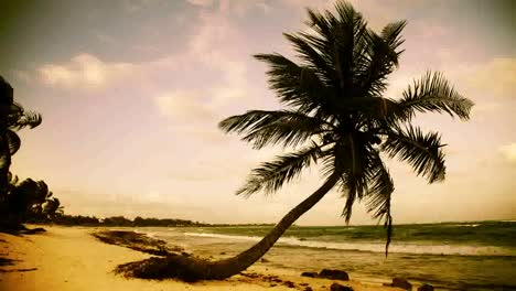 paradise palms3