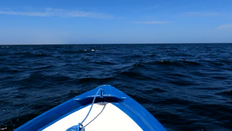 a gray briefly breaches the water in the open pacific ocean off the coast of baja california, mexico