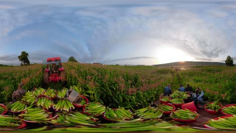 360-vr-clip-of-tractor-pulling-farmhands-and-load-of-freshly-picked-corn-through-the-cornfield-at-sunrise