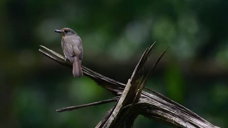 The-Hill-Blue-Flycatcher-is-found-at-high-elevation-habitat-it-has-blue-feathers-and-orange-like-breast-for-the-male,-while-the-female-is-pale-cinnamon-brown-and-also-with-transitioned-orange-breast