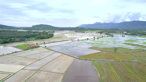 馬來西亞kampung mawar,langkawi,kedah的農地的<unk>田耕作