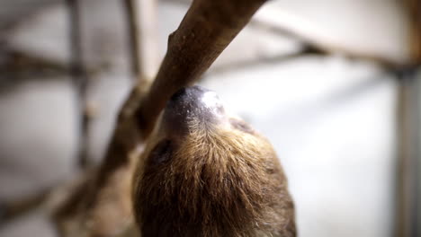 Slow-motion-climbing-two-toed-sloth