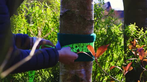 cerca del hombre atando la línea floja alrededor del árbol de abedul plateado