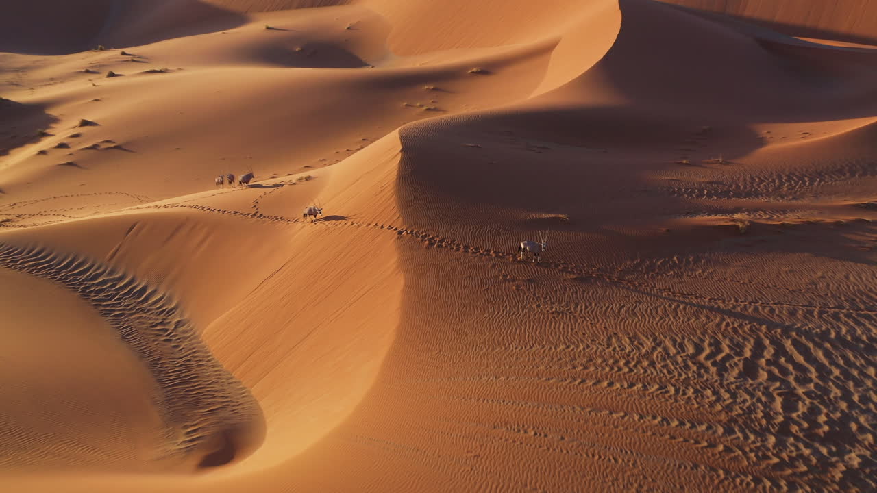 Flying over Oryx Gemsbok walking across the Namib desert, sunny evening in Namibia - aerial view