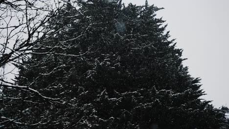 snow falling in front of large tree, wintery scene, slow motion upshot