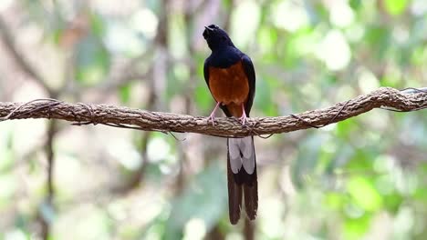 shama de rabadilla blanca encaramado en una vid con fondo bokeo del bosque, copsychus malabaricus, en cámara lenta