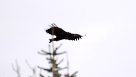 close-up of a norwegian sea eagle circling over spruce forest in search of food