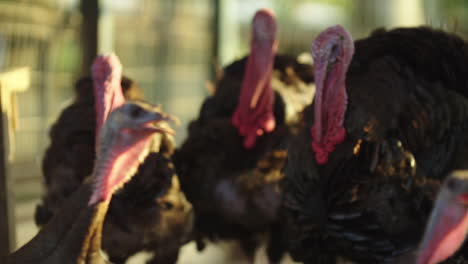 foco de pavo con enfoque de cámara