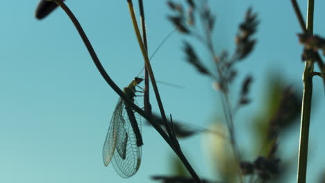 lacewing on plant stem