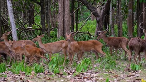 El-Ciervo-Del-Campo-Es-Una-Especie-En-Peligro-De-Extinción-Debido-A-La-Pérdida-De-Hábitat-Y-La-Caza