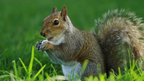 Squirrel-eating-fruit-in-the-park