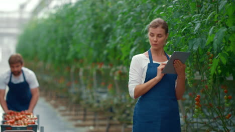 team farmers researching harvest quality using tablet in greenhouse plantation.
