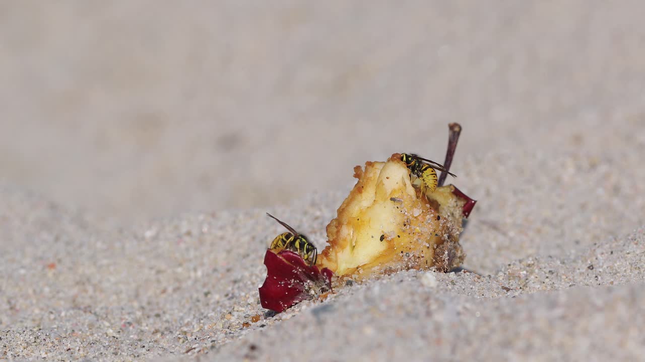 tiro cercano para dos avispas comiendo una manzana sobrante en la playa de arena