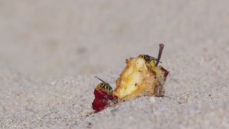 Tiro-Cercano-Para-Dos-Avispas-Comiendo-Una-Manzana-Sobrante-En-La-Playa-De-Arena