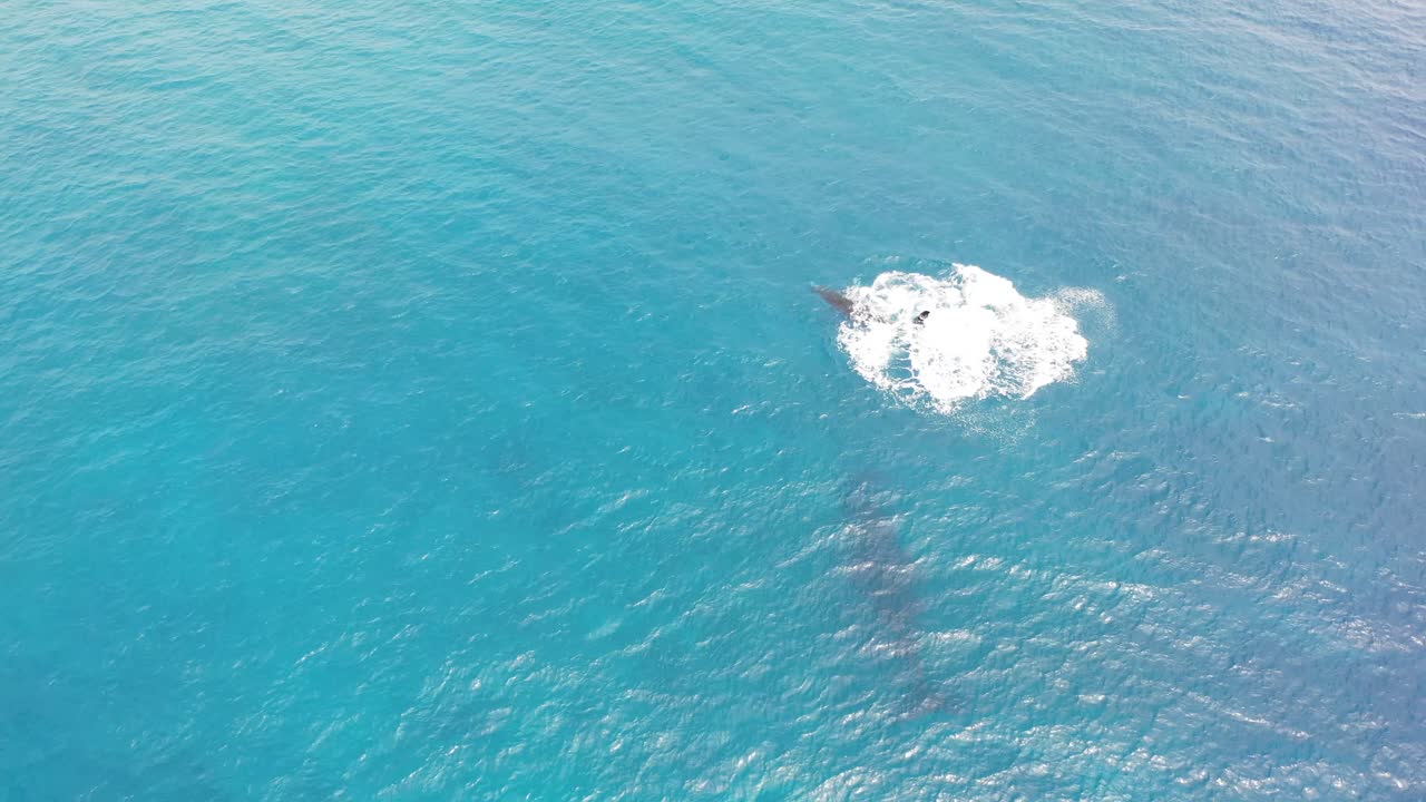 쿡 제도 - 라로통가 고래 관찰 2