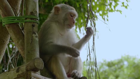 even monkeys pick their noses when they are bored