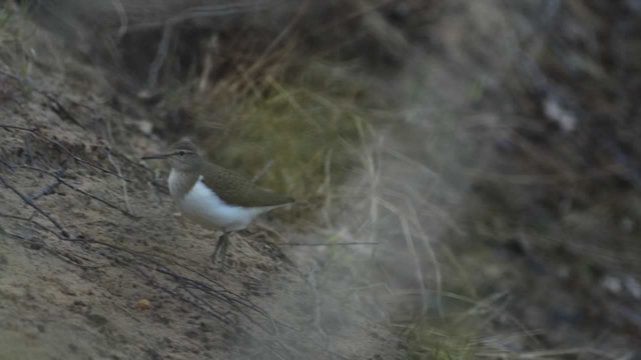 обыкновенный кулик ищет пищу в иле на берегу реки весной