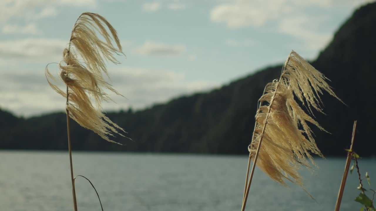 Austroderia richardii native plant from New Zealand.