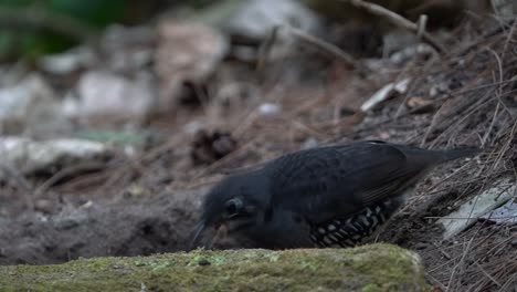 un pájaro negro llamado zoothera andromedae está buscando comida en el suelo en el medio del bosque