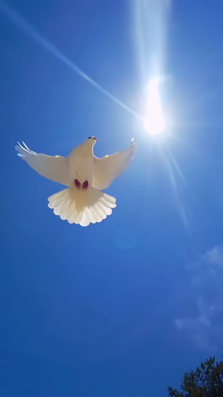 Video da angolazione bassa di una colomba bianca che vola in un cielo azzurro, a simboleggiare la pace