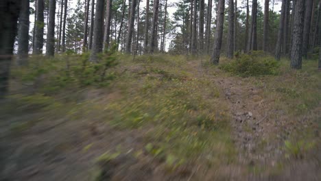 Corriendo-Por-El-Sendero-Del-Bosque-De-Pinos