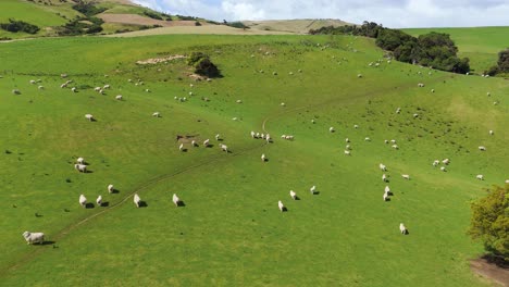 Schafe-Grasen-Auf-Grünen-Weiden-In-Neuseeland