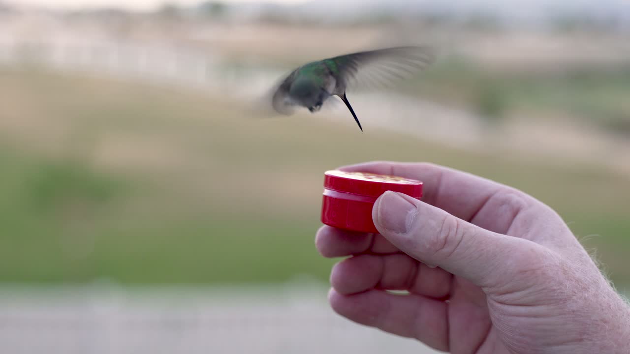 A female black-chinned hummingbird feeding from a man's hand with total trust