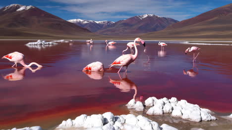 flamingos in the vibrant red lake with mountains