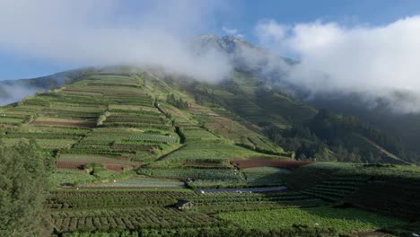 forward drone view of tropical plantation on the slope of mount sumbing, indonesia