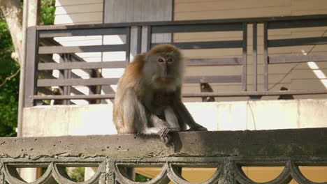 Wilder-Affe-Mit-Kleinem-Baby-In-Der-Stadt-Songkhla,-Thailand