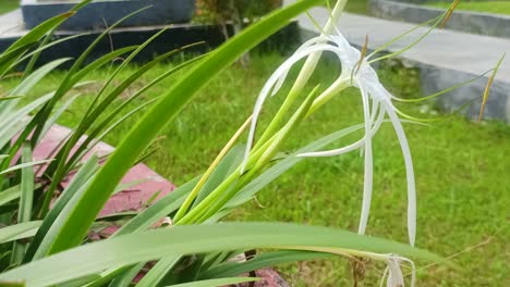 hymenocallis littoralis o las flores del lirio de la araña de la playa