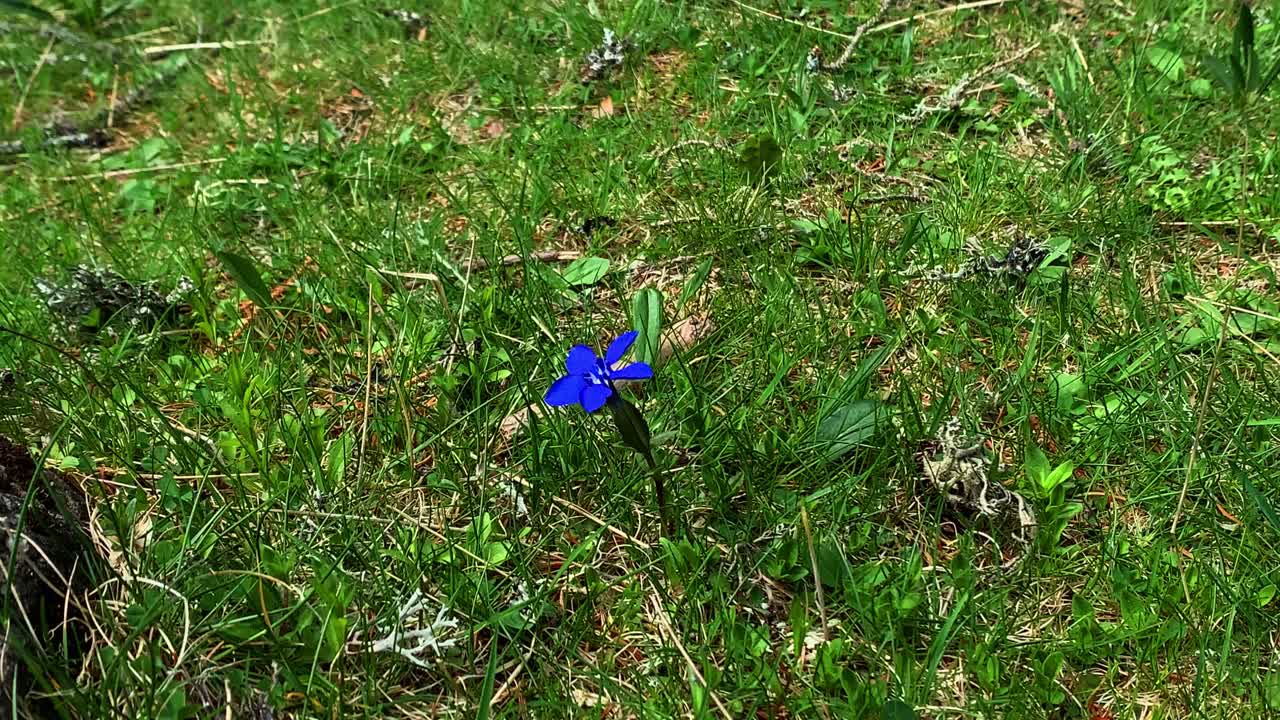 Beautiful Blue Gentian Wildflower in a Green Meadow