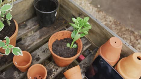 Close-up-of-plants-in-flowerpots-and-tablet-in-garden