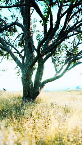 árbol solitario en un campo