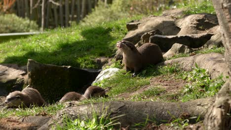 un primer plano de un grupo familiar de nutrias asiáticas de garras pequeñas rodando y jugando, explorando y comiendo entre sí cerca de un arroyo en la hierba