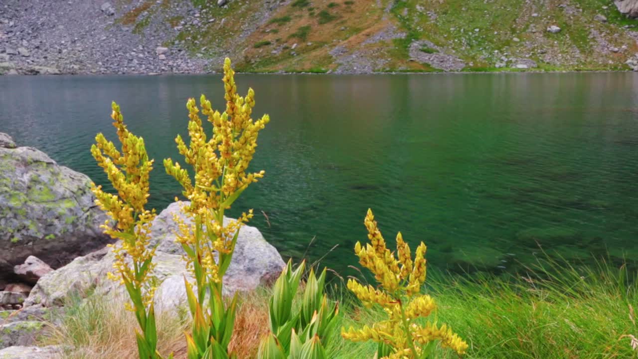 Landscape with wildflowers in the mountains